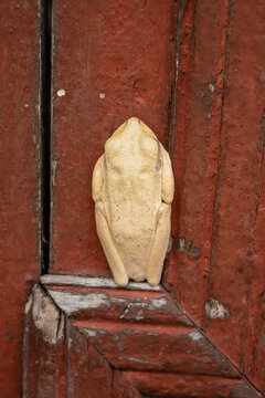 Pale colored frog resting vertically on an old wooden door with peeling red paint, its body perfectly camouflaged against the textured, rustic surface