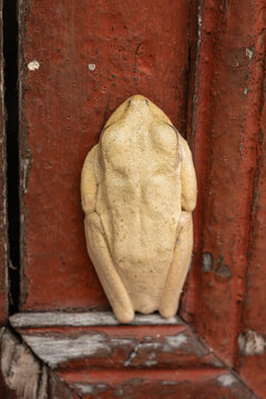 Pale frog blending into old distressed red wood surface, showing camouflage and adaptation in natural wildlife environment, focusing on textures and details