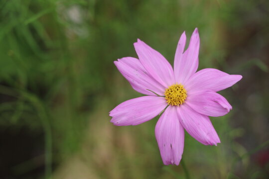 Bellas flores