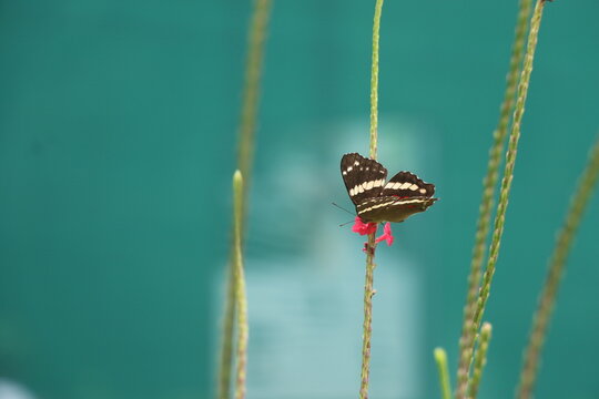 Mariposa polinizadora