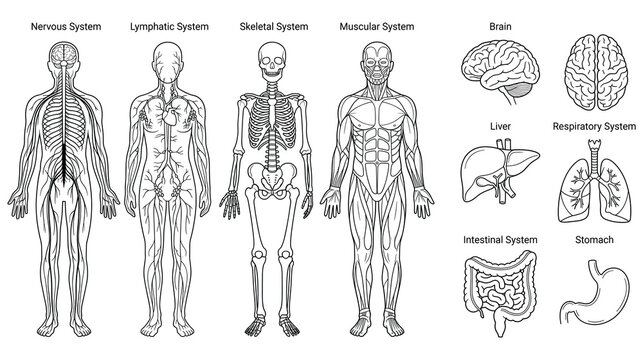 Human anatomy systems and internal organs black and white line illustrations.