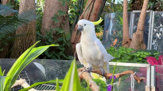 A sulphur-crested cockatoo dances and bobs its head on a branch in a lush tropical conservatory in Vancouver, a playful white parrot with its yellow crest in an indoor garden.