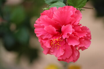Hibiscus © LUCIANO