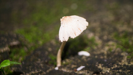 The selected region shows a small, white, bell-shaped to flattened mushroom cap with faint texture or scaling, which resembles and is highly consistent with species colloquially known as dapperlings. © RoseAnn