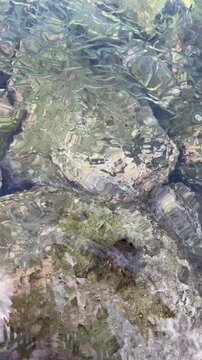 Muchos peces peque&ntilde;os y dos cangrejos est&aacute;n en las piedras dentro de las aguas cristalinas en la orilla de la costa.
