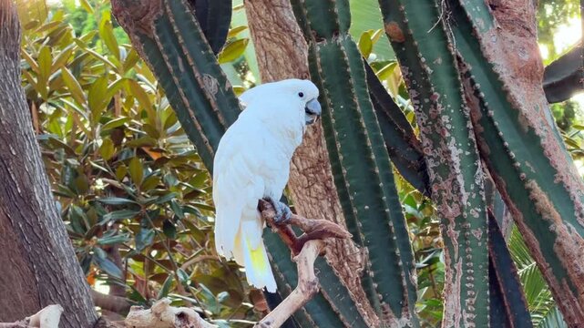 A white umbrella cockatoo perches on a wooden branch stand in a lush tropical conservatory in Vancouver, a beautiful exotic parrot in an indoor rainforest garden.