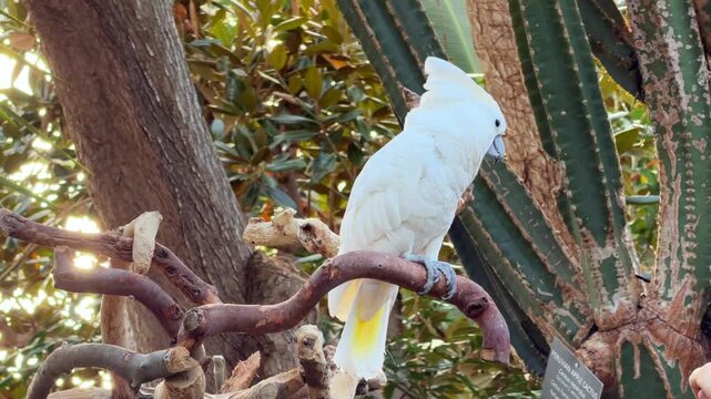 A white umbrella cockatoo perches on a wooden branch stand in a lush tropical conservatory in Vancouver, a beautiful exotic parrot in an indoor rainforest garden.