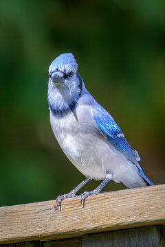 Blue Jay