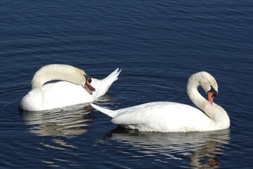 Swans © SETH