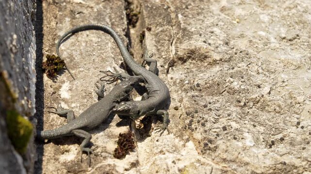 A pair of dark grey wall lizards grip each other head to head on a weathered limestone ledge while a third reptile approaches from the side, territorial rivalry and mating season competition.