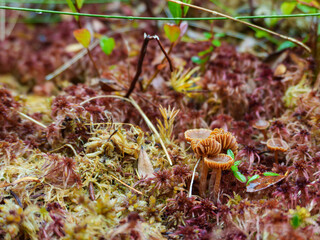 Tiny mushrooms growing among red sphagnum moss and low bog vegetation at Mer Bleue Bog in Ottawa, Ontario, Canada. © Spencer Pavia