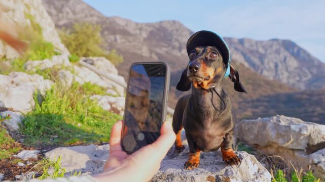 A black and tan dachshund dog in a cap poses on a rocky summit while a hand holds a smartphone to take its picture, a concept of travel memories and active leisure.
