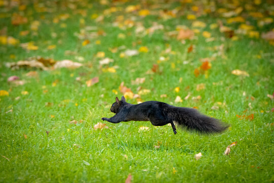 Black Squirrel