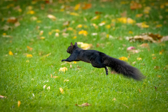 Black Squirrel
