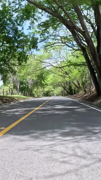 Tree Lined Road under a Dense Green Canopy Seen from a Moving Car. Vehicle POV. Vertical Video.