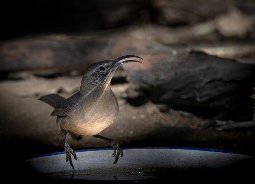 A California thrasher with amazing bent beak in great light