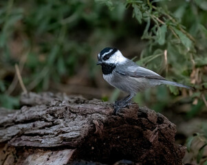 Mountain chickadee on a branch up close in Big Morongo low desert © Khaleel