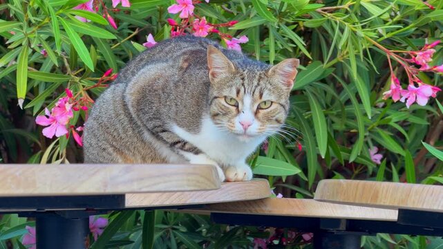 A tabby and white cat with green eyes crouches on wooden tabletops outdoors beside pink oleander blossoms, watching alertly with a slight shift of its head, a concept of animal welfare and homeless.