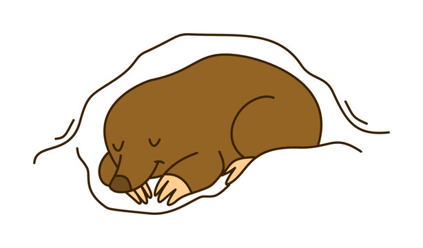 Brown Mole Sleeping Peacefully Inside Cozy Underground Burrow Tunnel