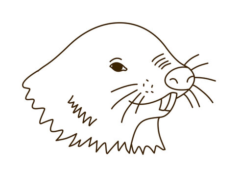 Close Up Portrait Of Mole Head With Whiskers Outline