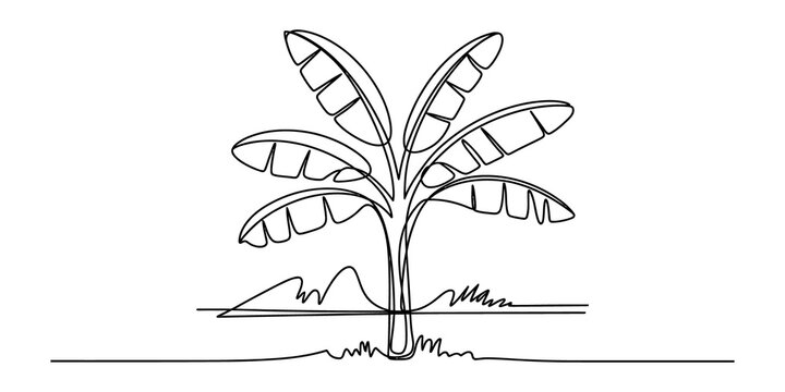 Simple line drawing of a banana palm tree growing in nature