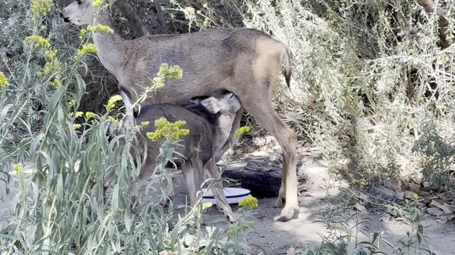 Beautiful sight of mule deer fawn nursing from mother deer.  