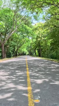 Scenic Road Passing through a Natural Tunnel of Trees. Driving POV. Vertical Video.