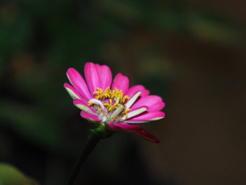 A front-view photograph of a pink flower.
