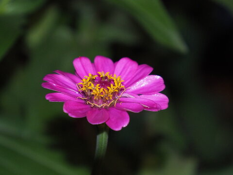 A front-view photograph of a pink flower.