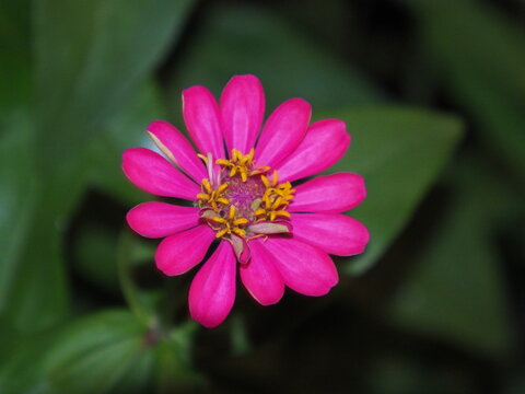 A front-view photograph of a pink flower.