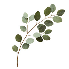 Eucalyptus Branch with Green Oval Leaves, Isolated on Transparent Background © SUMMER72
