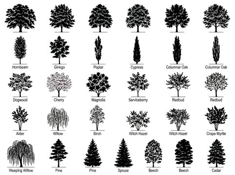 Set of black and white botanical vector tree species silhouettes featuring deciduous, coniferous, pine, cypress, and weeping varieties with descriptive text labels