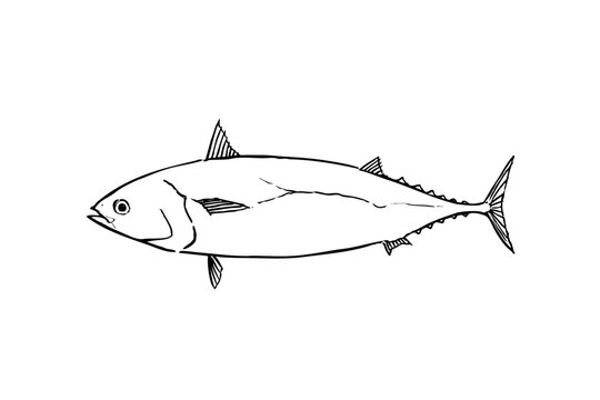 Frigate Tuna Hand Drawn Brush Pen Line Art