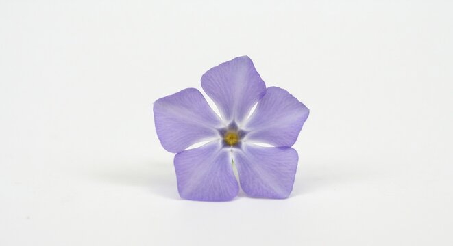 Vinca Periwinkle Bloom: A delicate light purple Vinca periwinkle flower with five petals, showing its intricate stamen details against a stark white background.