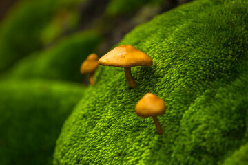 mushroom on moss © Soonthorn