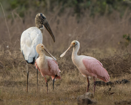 Wood Stork (Mycteria americana) and two Roseate Spoonbills (Platalea ajaja) standing together in dry savanna grassland, Llanos of Colombia