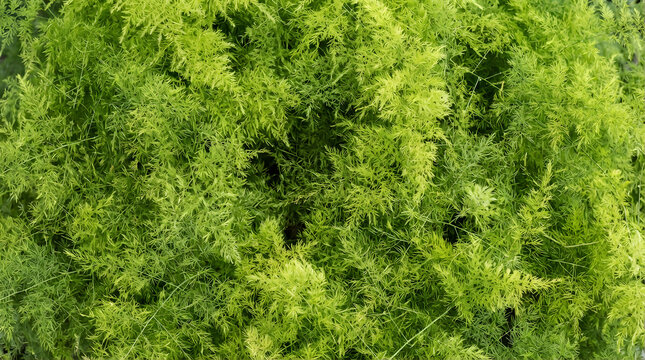 Top View Full Frame Texture of Lush Green Asparagus Fern