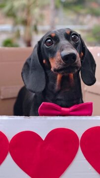 A black and tan dachshund dog wearing a bright red bow tie looks up from a cardboard box decorated with red hearts, tilting its head outdoors, a sweet Valentine greeting idea.