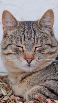 A gray striped tabby cat with bright yellow eyes lies calmly on a bed of dry fallen leaves beside a white wall, gazing straight ahead with a steady, alert stare.