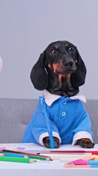 A black and tan dachshund dog in a blue polo shirt sits at a table, gripping a blue pen over colorful paper beside pencils and markers, turning its head as if thinking, a concept of creative school.