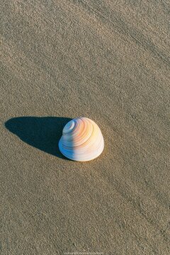 Seashell casting a shadow on wet s