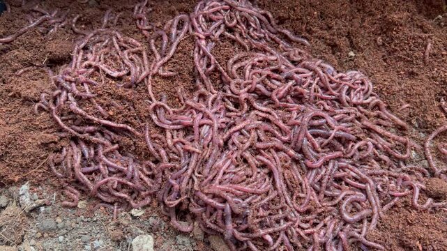 African nightcrawler worms in soil, active earthworms crawling, natural compost soil texture