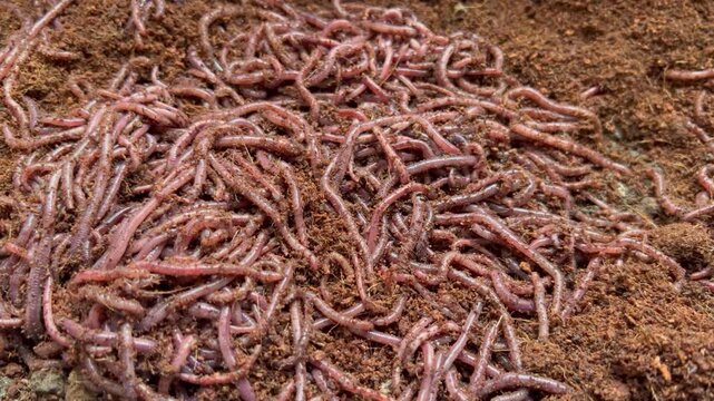 African nightcrawler worms in soil, active earthworms crawling, natural compost soil texture