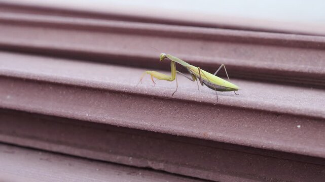 A green praying mantis moves carefully across a grooved reddish brown ledge, lifting its folded front legs with each step. A close look at insect behavior and nature in a calm outdoor setting.