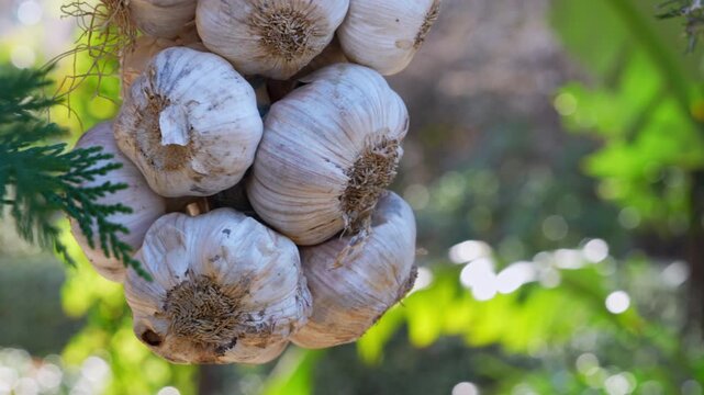 A braided bunch of fresh garlic bulbs with dry roots hangs and sways slightly beside green thuja branches outdoors, a concept of organic farming, natural seasoning and healthy home cooking.