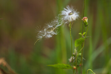 White grass flowers are drifting in the breeze. © Soonthorn