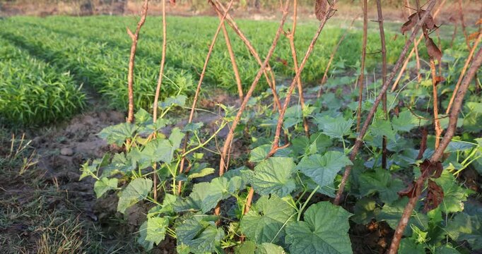 Cucumber plants are growing neatly in the outdoor farm, and there is a field of Ipomoea aquatica, water spinach, next to it.	