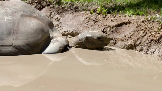 Giant Tortoise Resting in a Muddy Water Hole on Sunny Day