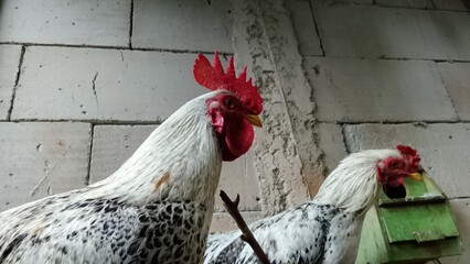 Two domestic white roosters with black pattern feathers standing near a concrete block wall.  © Rokhmat