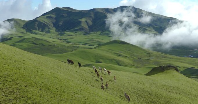 Badimalika region. Bajura, Nepal, Aerial shot of a herd of horses running across lush green alpine pasture slopes in Triveni Patan grassland with misty mountain peaks in the background.